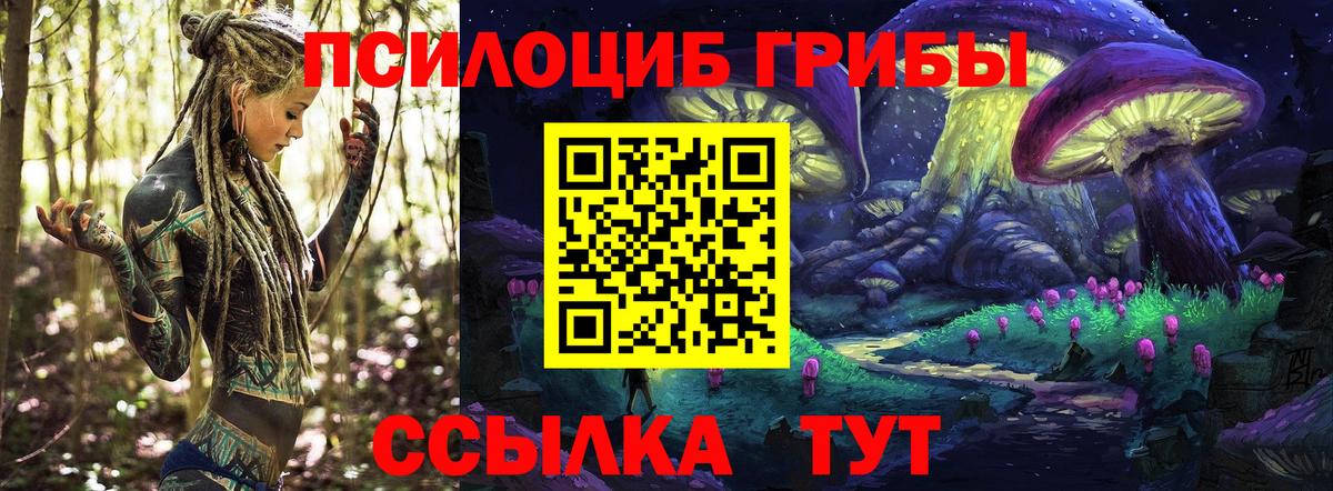 Псилоцибиновые грибы Psilocybe Ханты-Мансийск